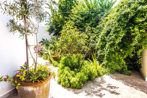 a group of plants in pots next to a wall at Mahdia Place Apartments in Mahdia