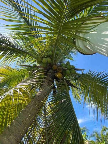 a palm tree with a bunch of fruit on it at Casa de Descanso en Monterrico in Monterrico