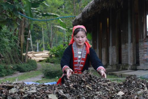 Huéspedes de Bungalow Hoàng Su Phì