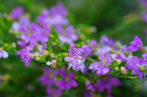 Un mazzo di fiori viola in un giardino di Koh Mook Bamboo Bungalows a Ko Mook