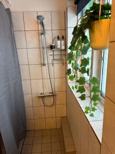 Bagno di Illu Rental - Green House with Iceberg view