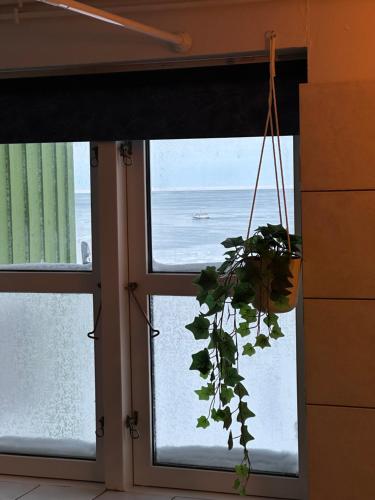 Foto dalla galleria di Illu Rental - Green House with Iceberg view a Ilulissat