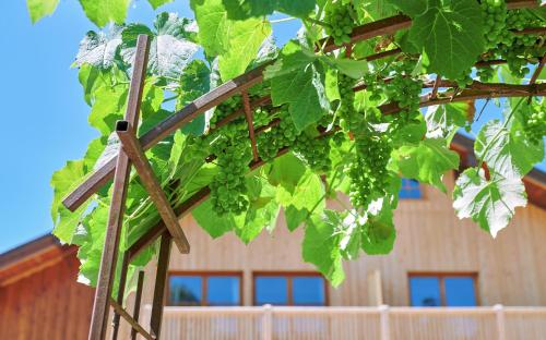 a bunch of green grapes hanging from a tree at Apartment Marktschellenberg Berchtesgaden Salzburg 1 Zimmer in Marktschellenberg