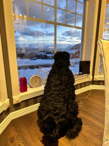 a black dog is looking out of a window at Villa Stø in Vesterålen (Lofoten) Norway in Stø