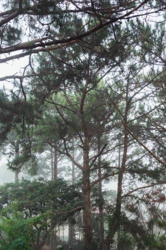a group of pine trees in a foggy forest at Villa Đà Lạt View Thông in Khu Chi Lăng