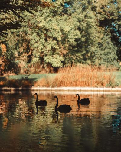three birds swimming in the water on a lake at B&B Maison Mairie Hasselt in Hasselt