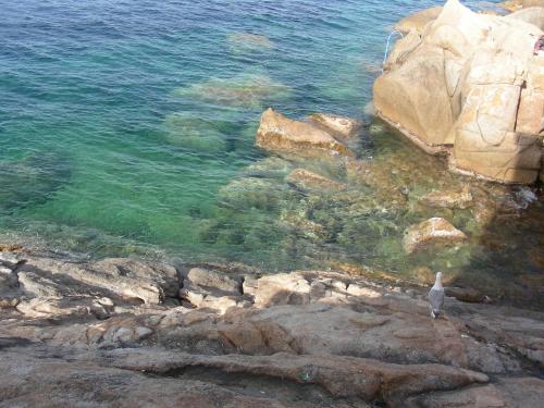 a bird standing on the rocks near the water at Hotel Poggio Bertino in Montemerano