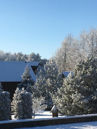 a group of christmas trees with snow on them at Фільварок Кмитів in Kosharishche