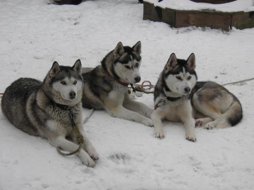 three husky dogs are sitting in the snow at Pension Lípa in Horní Maršov