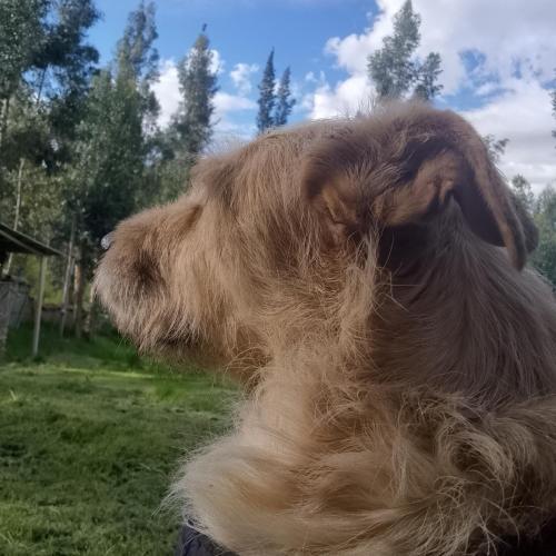 a dog with long hair laying on the grass at Tony's House Eco Hostel in Huaraz