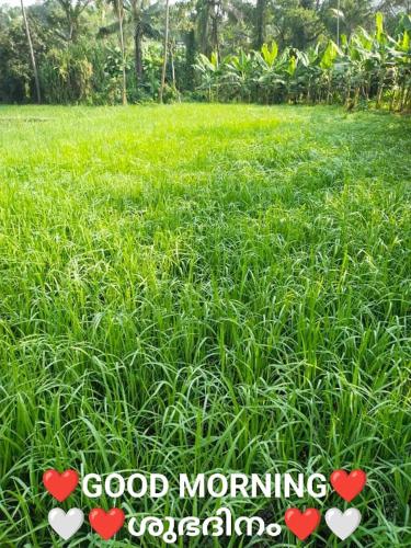 three hearts in the grass with the words good morning congratulations at Le Serene in Meenangadi