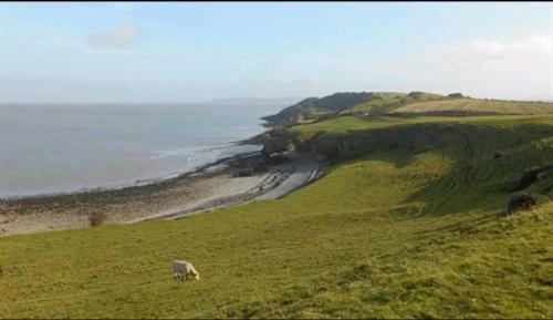 a sheep grazing on a grassy hill next to the ocean at Stunning 2-Bed House in Weston-super-Mare in Weston-super-Mare