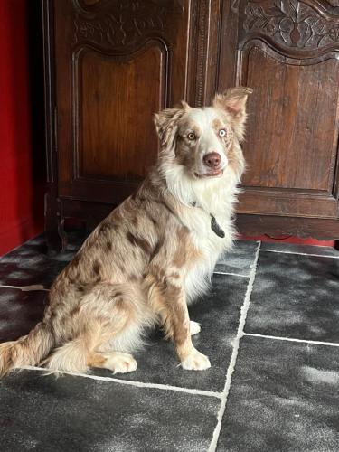 a dog sitting on the floor next to a door at Hoeve Chartreuse in Bruges