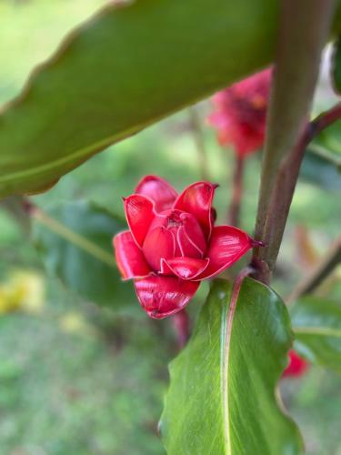a red flower on a plant with green leaves at Palmeras del Mirador - Hotel Boutique Campestre en La Vega a 1h de Bogotá in La Vega