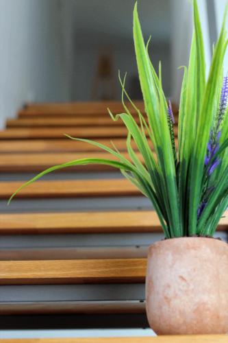 a plant in a pot sitting on top of stairs at LOUTRA VILLAS in Agia Paraskevi