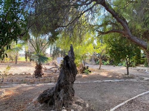 a tree stump in the middle of a park at Casa Rural AGAPITOS 2 in Torre-Pacheco