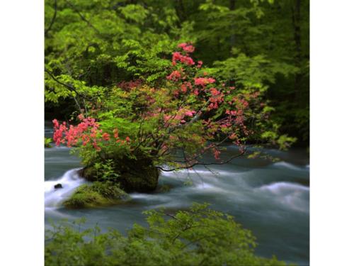 a tree with pink flowers on top of a river at Towada City Hotel - Vacation STAY 85228v in Towada