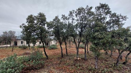 un grupo de árboles frente a una casa en La Lumbre: encanto con piscina todo el año, en Castillejo de Mesleón