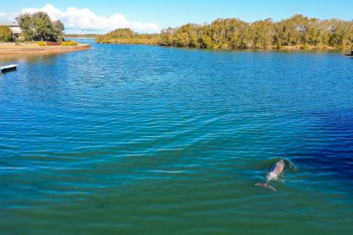un delfín nadando en un gran cuerpo de agua en Harrington Marina, en Harrington