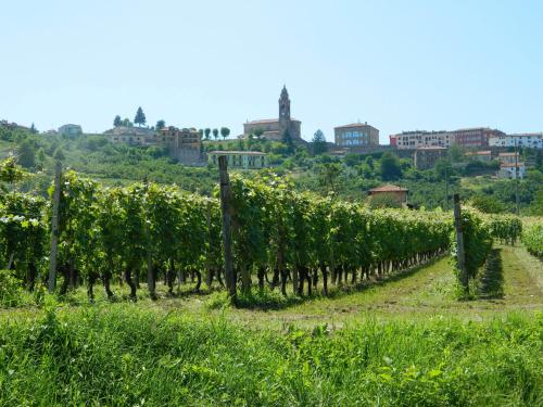a row of vines in a field with a city in the background at Casa Badinot in Diano dʼAlba