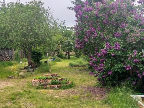 un giardino con fiori e alberi viola di Fischerhaus am Strom a Spandowerhagen