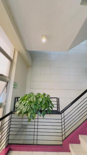 a plant in a pot in a building at La Anclar Hotel in Davao City