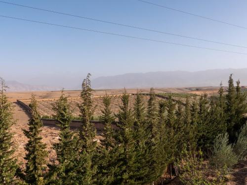 a row of christmas trees in a field at Agafay Olivium 