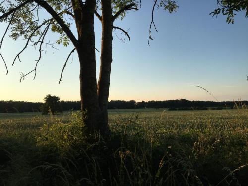 a tree in the middle of a field at ziggy's room with a view in Heyd