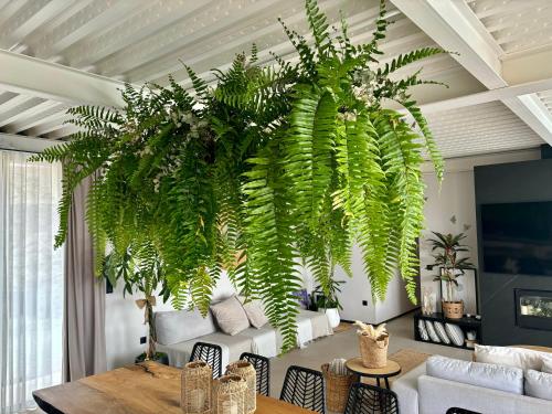 a living room with a large green plant hanging from the ceiling at Pizpireta Villa Rural in Pastores