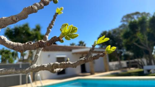 une branche d'un arbre à côté d'une piscine dans l'établissement Vivienda Rural Atlántico Sur & Family, à Conil de la Frontera