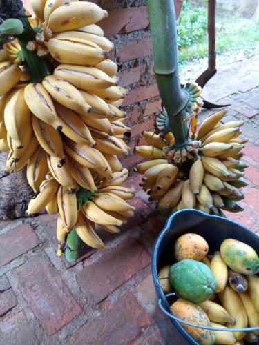 un montón de plátanos y una cesta de fruta en Chácara mãos de Gaia en Bragança Paulista