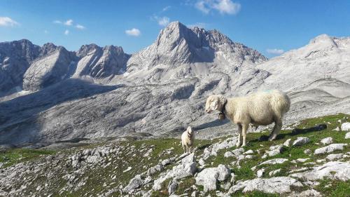 a sheep and a baby lamb standing on a mountain at Ferienwohnung Alpspitze in Grainau