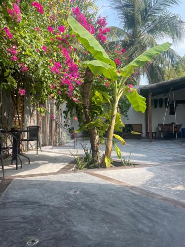a tree with pink flowers in a courtyard at Island scuba inn in Dhangethi