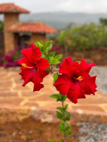two red flowers in front of a house at Hotel Palais Barichara in Barichara