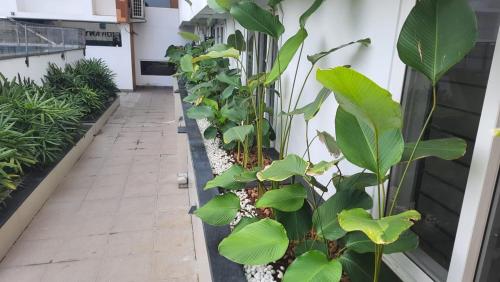 une rangée de plantes sur le côté d'un bâtiment dans l'établissement Gangothriii, à Trivandrum