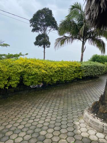 a cobblestone road with palm trees and a hedge at Golden motel in Gisenyi