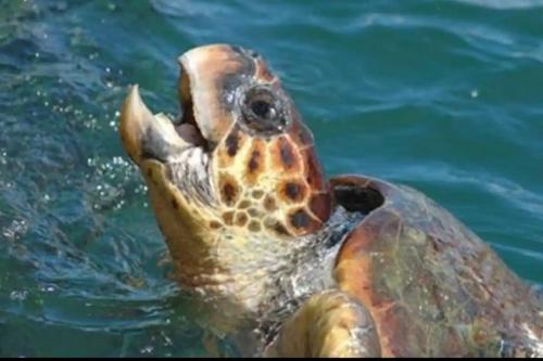 Altri animali domestici presso l'appartamento o nei dintorni