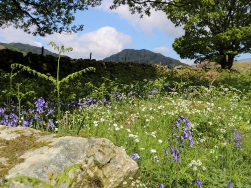 a field of purple and white flowers and a rock at Eden Vale in Broughton in Furness