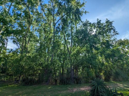 a large tree in a field with grass at Portal Del Campo in Piriápolis
