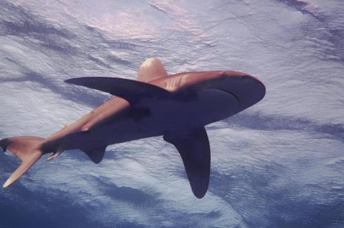 un gran tiburón nadando en el agua en Alam B&B, en Marsa Alam