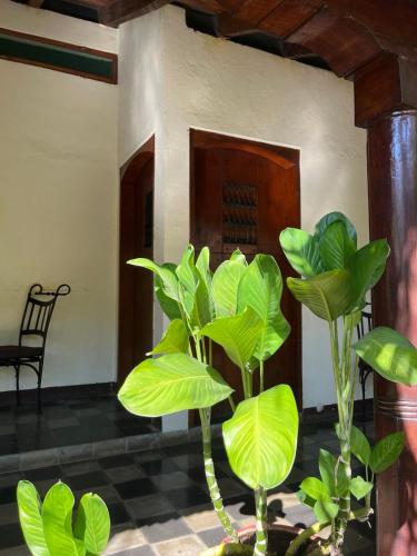 a plant with large green leaves in a room at ViaVia Leon in León
