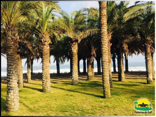 Palmeras del Golf - Torrequebrada