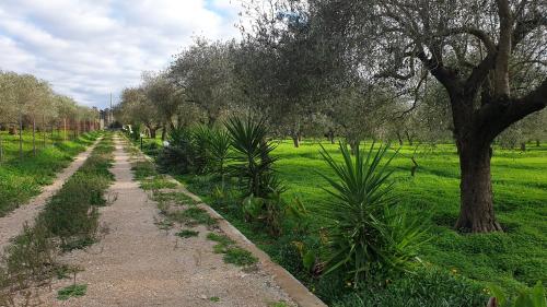 a dirt road in a field with trees and grass at Bingo in Alghero