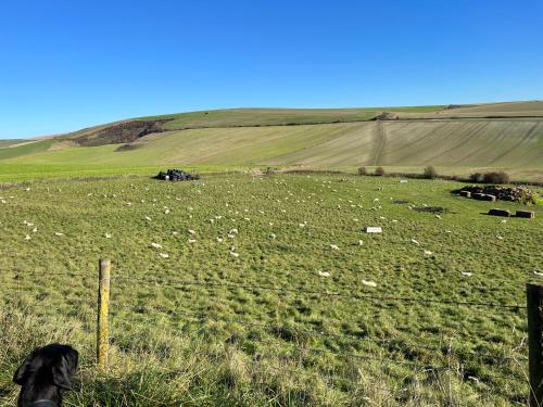 a black dog standing in a field with a fence at Saltdean Stay in Brighton & Hove