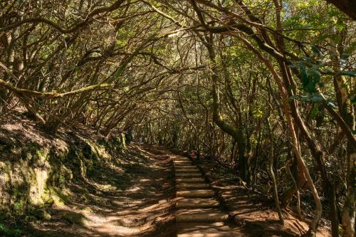 un camino de tierra a través de un bosque con árboles en Mar & Teide, en Sauzal