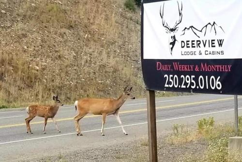 Deerview Lodge & Cabins - Princeton BC – Photos 3