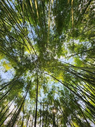 a view from the ground looking up into the trees at Hotel Cafetero Valparaíso in La Vega