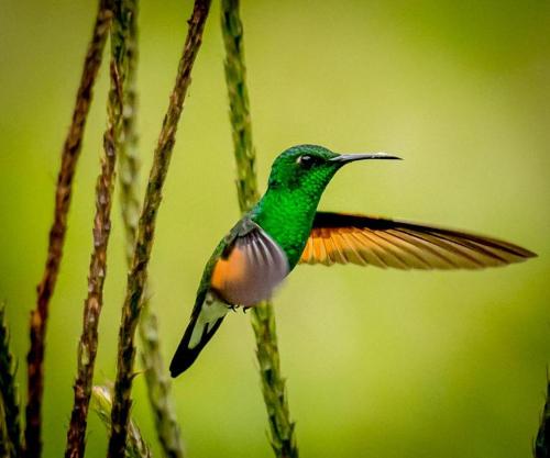 Valle de los Quetzales – Photos 2