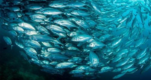 a large group of fish in the water at Dive and Trek Resort and Marine Sanctuary in Bauan