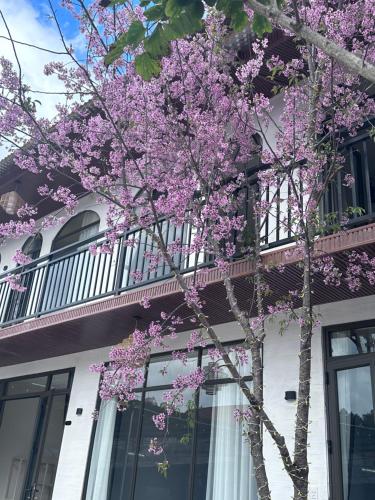 un albero con fiori viola di fronte a un edificio di Bin House - Mộc Châu a Mộc Châu